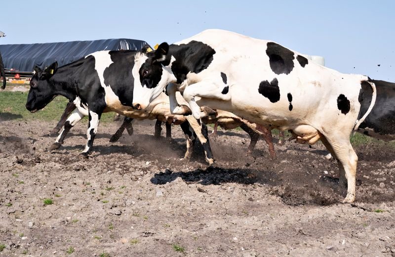 © Reuters. FILE PHOTO: Organic cows are seen released to graze at the fields at Ny Lundgaard in Tjele, Jutland, Denmark April 18, 2021. Henning Bagger/Ritzau Scanpix/via REUTERS /File Photo
