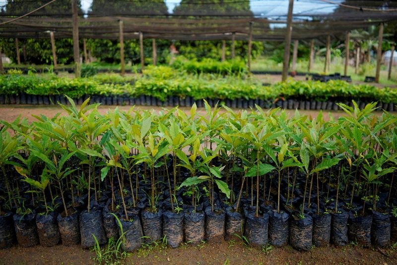 © Reuters. FILE PHOTO: Saplings grown at the nursery of the nonprofit environmental group Rioterra, await planting to restore areas of a nearby rainforest, at the Jamari National Forest, in Itapua do Oeste, Rondonia state, Brazil, February 18, 2020.  REUTERS/Alexandre Meneghini/File Photo
