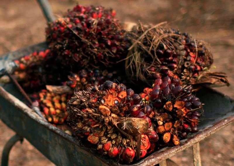 © Reuters. File photo: Palm oil fruits are seen placed on a wheelbarrow at a palm oil farm in Klang, outside Kuala Lumpur, February 19, 2014. REUTERS/Samsul Said/File photo